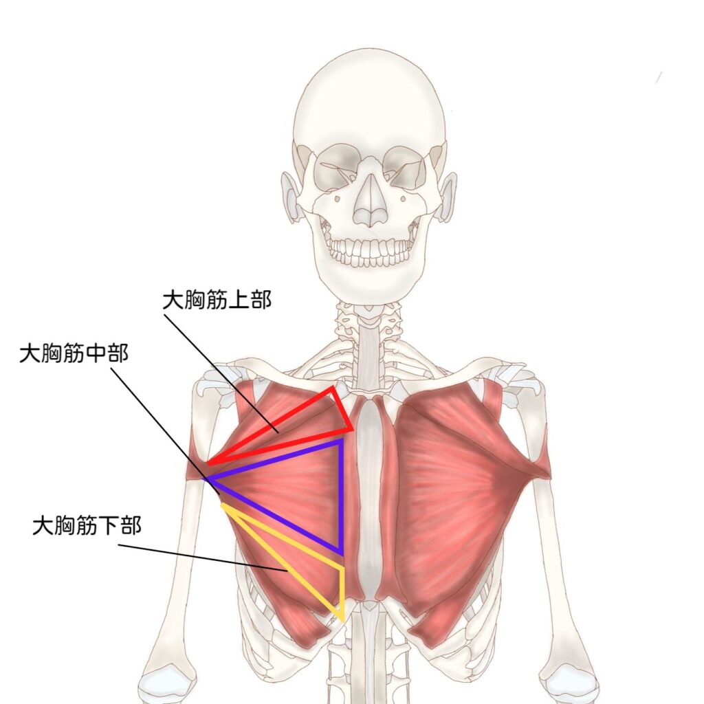 大胸筋の種類の画像